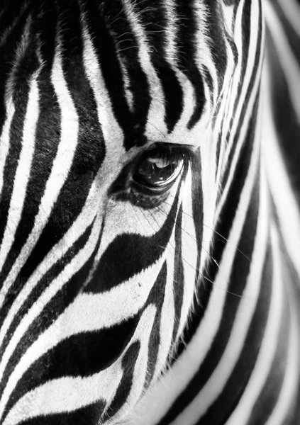 Retrato de uma zebra. Preto e branco . — Fotografia de Stock