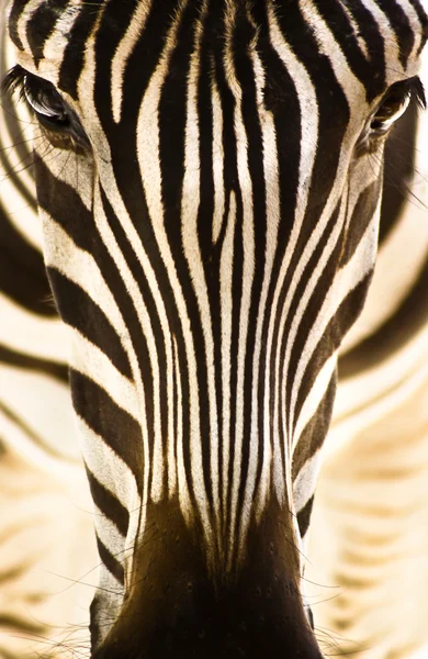 Porträtt av en zebra. — Stockfoto