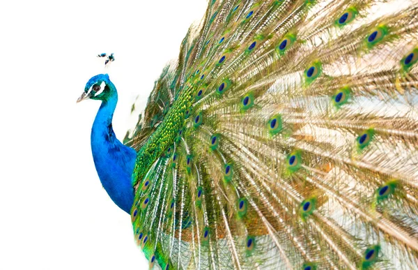 Färgglada peacock i full fjädrar. — Stockfoto