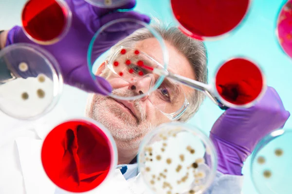 Senior Life Science Forscher pfropft Bakterien. — Stockfoto