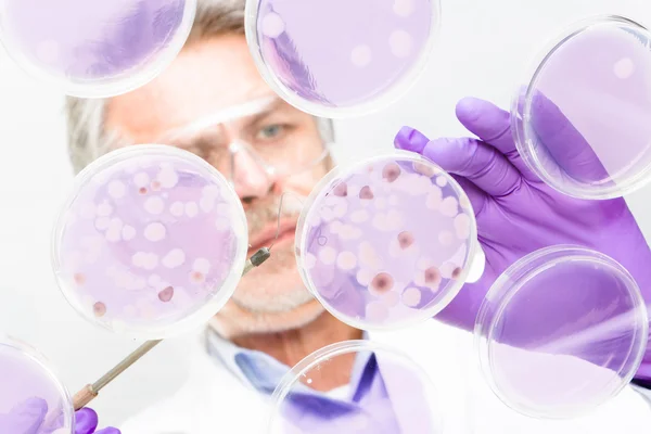 Senior Life Science Forscher pfropft Bakterien. — Stockfoto