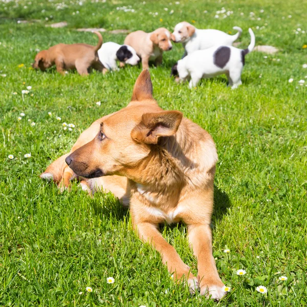 Mieszany rasa ładny mały pies rodzina. — Zdjęcie stockowe