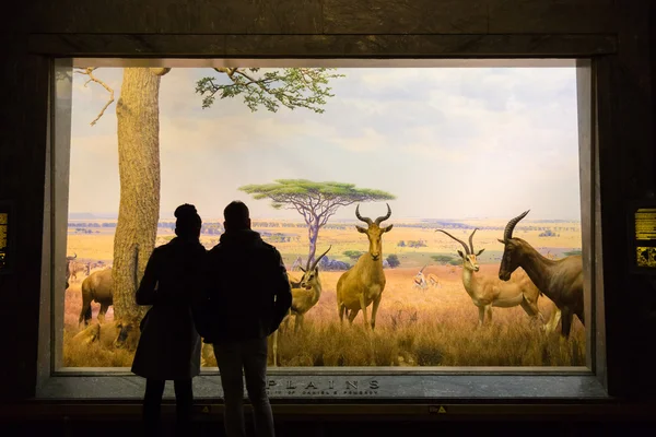 Museu Americano de História Nacional, EUA . — Fotografia de Stock