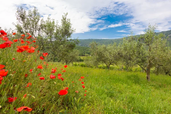 Cultivo de amapola roja y olivo . — Foto de Stock