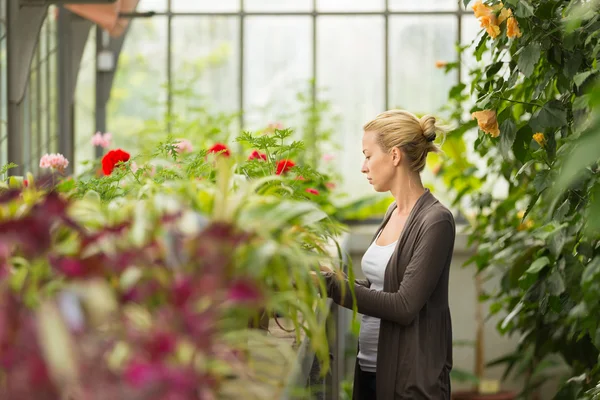 Floristas mulher que trabalha em estufa . — Fotografia de Stock