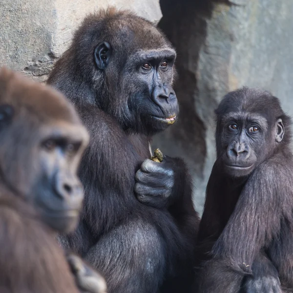 Família dos macacos gorilas . — Fotografia de Stock