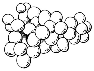 Bir demet üzüm. Çizgi çalışması. Beyaz arka plan, tecrit. Stok illüstrasyonu.