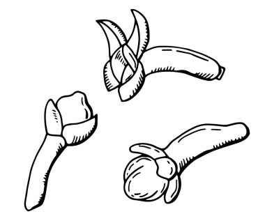 Karanfil baharatları. Çizgi çalışması. Beyaz arka plan, tecrit. Stok illüstrasyonu.