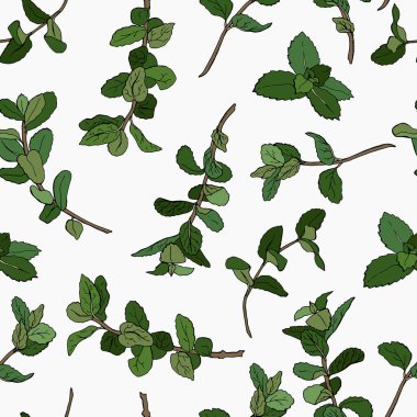 Naneli. Nane filizli kusursuz desen. Elle çizilmiş stil. Stok çizimi. Beyaz arka plan, tecrit. Vektör.