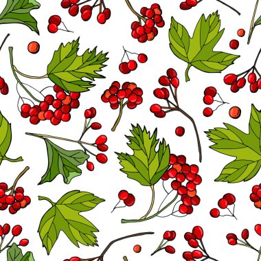 Viburum dutlu kusursuz desen. Beyaz arka plan, tecrit. Elle çizilmiş illüstrasyon. Kumaş, ambalaj, tekstil, duvar kağıdı için tasarım.