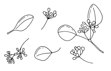 Doğrusal okaliptüs yaprakları ve çiçekler. Beyaz arka plan, tecrit. Vektör illüstrasyonu.