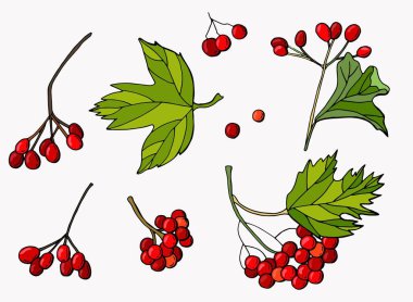 Çilek ve viburnum yaprakları. Elle çizilmiş stil. Beyaz arka plan, tecrit. Vektör illüstrasyonu.