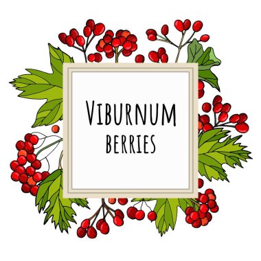 Kırmızı viburnum böğürtlen ve yapraklı kare çerçeve. Viburnum böğürtlen yazıları. Davetiyeler, ambalajlar, tebrik kartları için şablon.