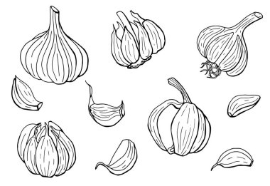 Doğrusal sarımsak seti. Çizgi çalışması. Beyaz arka plan, tecrit. Vektör illüstrasyonu.