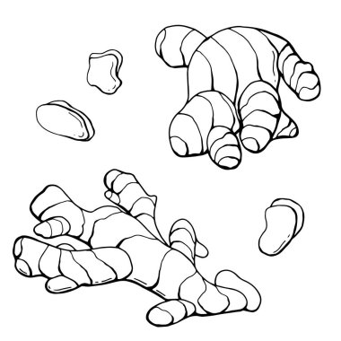 Doğrusal zencefil seti. Kök ve dilimler. Beyaz arka plan, tecrit. Çizgi çalışması. Vektör illüstrasyonu.