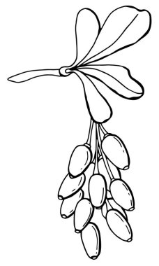 Böğürtlenli grafiksel dal. Çizgi çalışması. Beyaz arka plan, tecrit. Vektör illüstrasyonu.