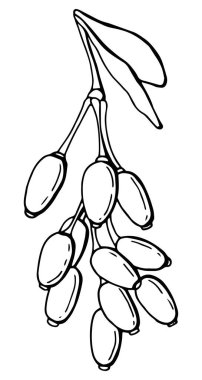 Böğürtlenli grafiksel dal. Çizgi çalışması. Beyaz arka plan, tecrit. Vektör illüstrasyonu.