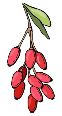 Böğürtlenli dal. Elle çizilmiş stil. Beyaz arka plan, tecrit. Vektör illüstrasyonu.