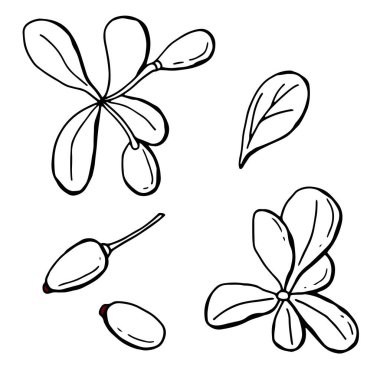 Böğürtlen yaprakları ve böğürtlen grafikleri. Çizgi çalışması. Beyaz arka plan, tecrit. Vektör illüstrasyonu.