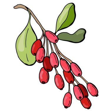 Böğürtlenli dal. Elle çizilmiş stil. Beyaz arka plan, tecrit. Vektör illüstrasyonu.