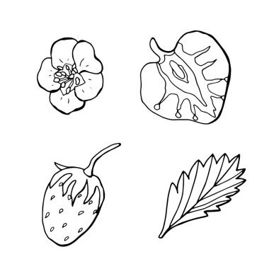 Doğrusal çilek seti, çiçek ve yaprak. Beyaz arka plan, tecrit. Çizgi çalışması. Vektör illüstrasyonu.