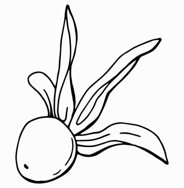 Physalis doğrusal çizim. Çizgi çalışması. Beyaz arka plan, tecrit. Vektör illüstrasyonu.