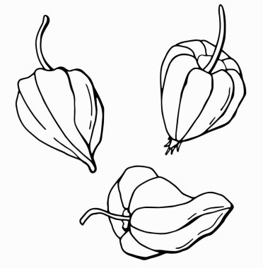 Felsefe takımının doğrusal çizimi. Çizgi çalışması. Beyaz arka plan, tecrit. Vektör illüstrasyonu.