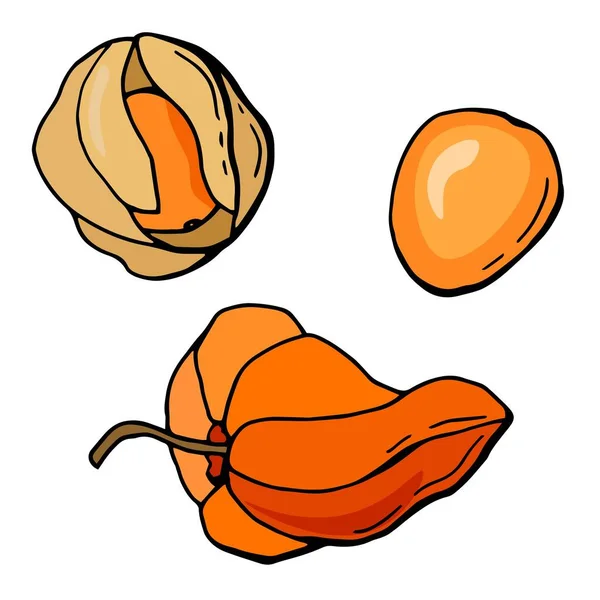 Physalis Beeren Set Handgezeichneter Stil Weißer Hintergrund Isoliert Vektorillustration — Stockvektor