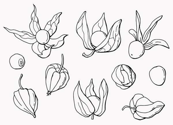 Une Grande Physalide Illustration Vectorielle Physalis Baies Art Linéaire Fond — Image vectorielle