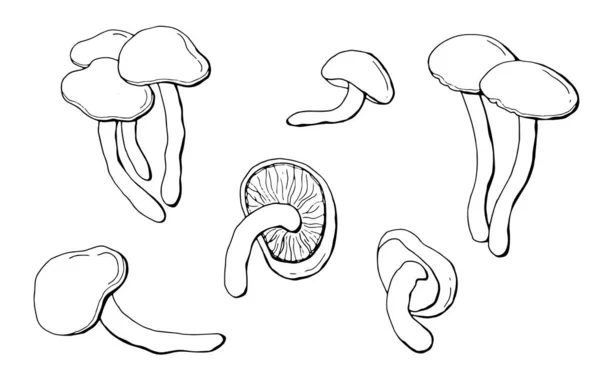 Ensemble Linéaire Champignons Agarics Miel Fond Blanc Isoler Illustration Vectorielle — Image vectorielle