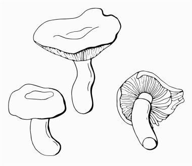 Doğrusal mantar seti bal aromalı. Beyaz arka plan, tecrit. Vektör illüstrasyonu.