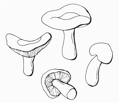 Doğrusal Rus mantarı seti. Beyaz arka plan, tecrit. Vektör illüstrasyonu.