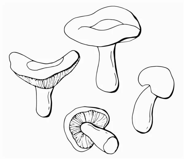 Conjunto Linear Cogumelos Russula Fundo Branco Isolar Ilustração Vetorial — Vetor de Stock