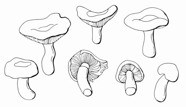 Conjunto Linear Cogumelos Russula Fundo Branco Isolar Ilustração Vetorial — Vetor de Stock