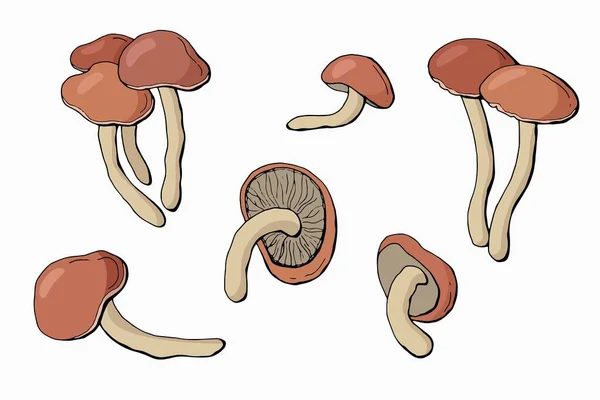 Conjunto Desenhado Mão Mel Cogumelos Agarics Fundo Branco Isolar Ilustração — Vetor de Stock