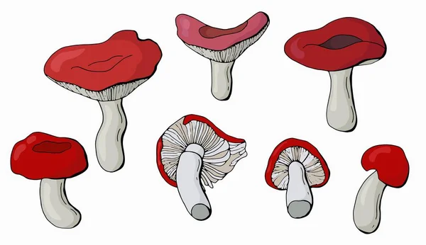 Ensemble Champignons Russula Dessinés Main Fond Blanc Isolateur Illustration Vectorielle — Image vectorielle