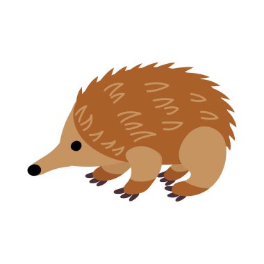 Bir Echidna tasviri. Beyaz arkaplan, izole et