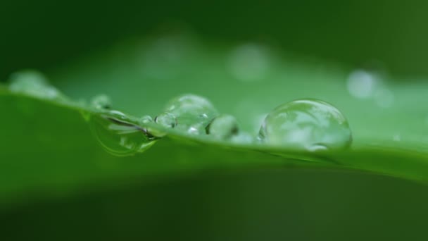 Regenwaterdruppels Het Blad Regen Druppel Stroomt Naar Beneden Een Blad — Stockvideo