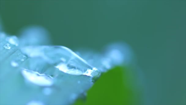 Gotas Agua Lluvia Hoja Gota Lluvia Fluye Hacia Abajo Metraje — Vídeos de Stock