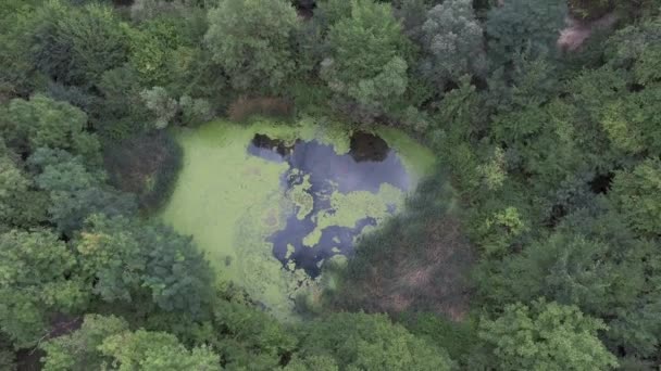 Volar sobre el pantano — Vídeo de stock