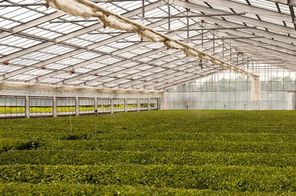 Πράσινο σπίτι για την καλλιέργεια πράσινο τσάι — Φωτογραφία Αρχείου
