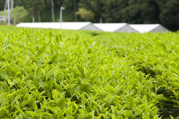 Πράσινο σπίτι για την καλλιέργεια πράσινο τσάι — Φωτογραφία Αρχείου