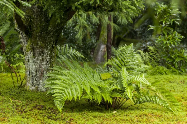 Asplenium ruprechtii en el bosque — Foto de Stock
