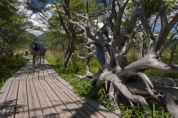 Senior toeristen wandelen in de natuur — Stockfoto