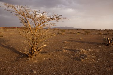 Umman çöl ağacında