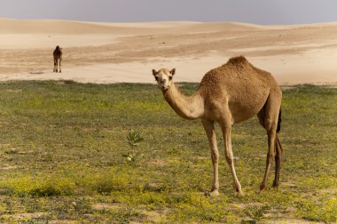 Çöl taş ve deve ile