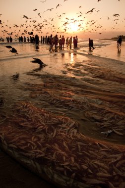 Omani balıkçılar balıkları sudan net dolu çekme