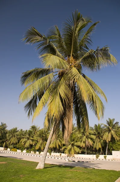 Beautiful coconut palm — Stock Photo, Image