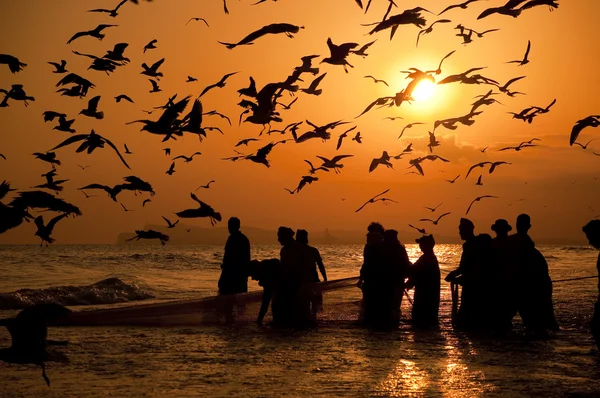 Omani fishermen pulling the net full of fishes  out of the water Stock Photo