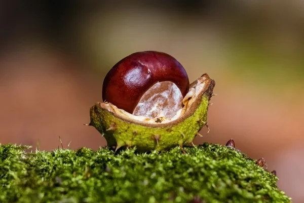 Bodegón de otoño —  Fotos de Stock